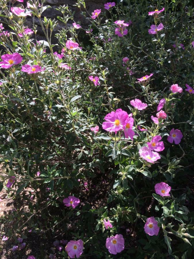 Saint-Pierre-de-Vassols Le Mazet Des Joncs En Provenceヴィラ エクステリア 写真