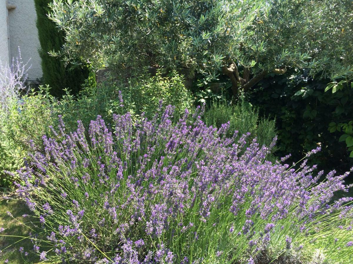 Saint-Pierre-de-Vassols Le Mazet Des Joncs En Provenceヴィラ エクステリア 写真
